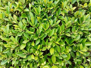 green leaves background