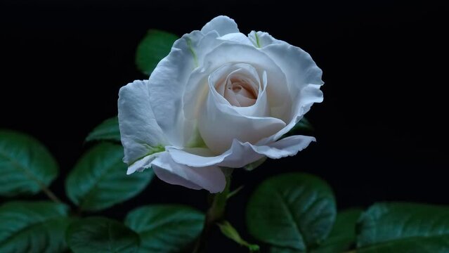 白いバラの開花　