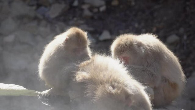 Japanese macaques (snow monkeys) are relaxing and grooming each other in a hot spring. steam rising from hot spring.