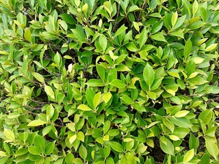 green leaves background