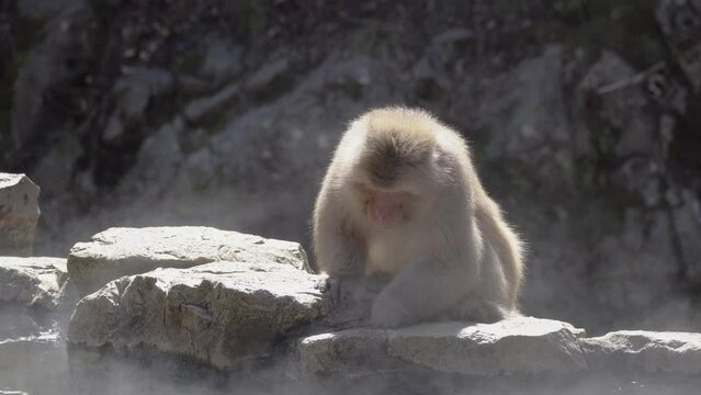 Japanese macaque (snow monkey) is eating something in a hot spring. steam rising from hot spring.