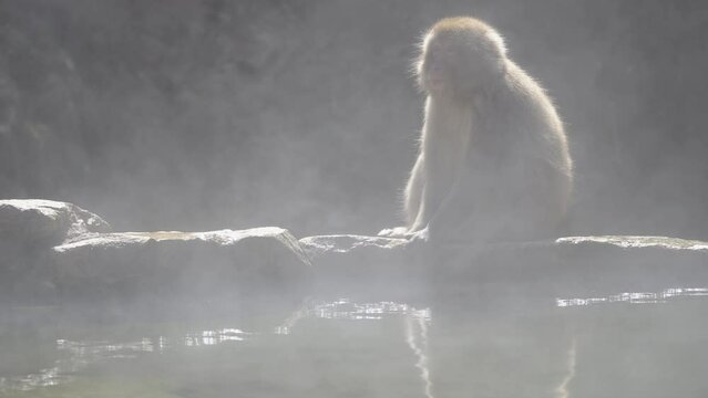Japanese macaque (snow monkey) is relaxing in a hot spring. steam rising from hot spring.