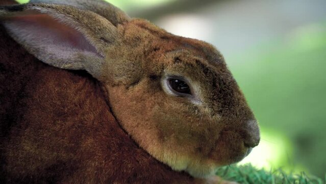 Close up scene : Sniffing nose on the rabbit head. Brown fur bunny 
