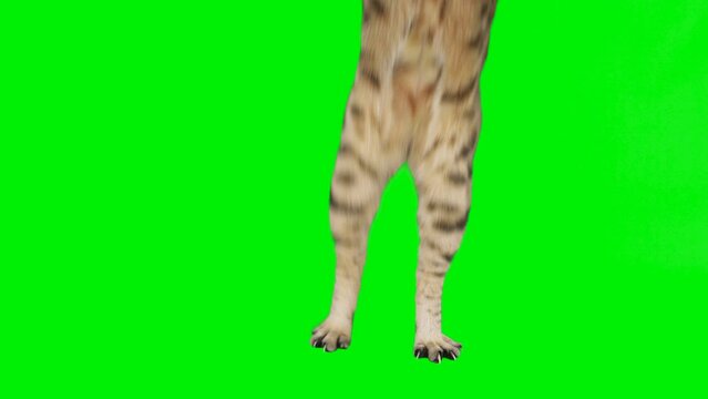 3 clips of cat feet dancing on green screen isolated with chroma key