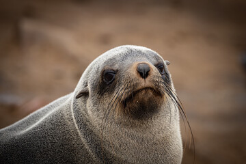Cape Cross Seal Colony Namibia © Taha