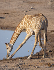 Giraffe and Zebras drinking at Waterhole