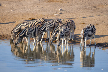 Fototapeta na wymiar Giraffe and Zebras drinking at Waterhole