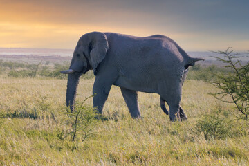 Male Elephant Bull at Sunset