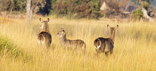 Water Buck on an island in the Okavango Delta