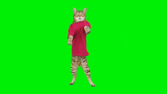 Bengal cat dancing on green screen isolated with chroma key