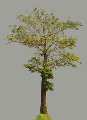 green tree isolated on grey background