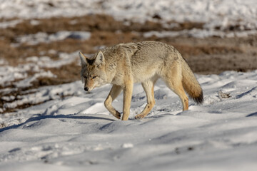 Coyote (1)