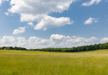 Summer landscape of a Muskoka Ontario field with trees on the horizon and large fluffy clouds in blue sky