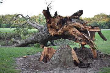 Large Broken Tree after Storm in Tulsa Oklahoma Park
