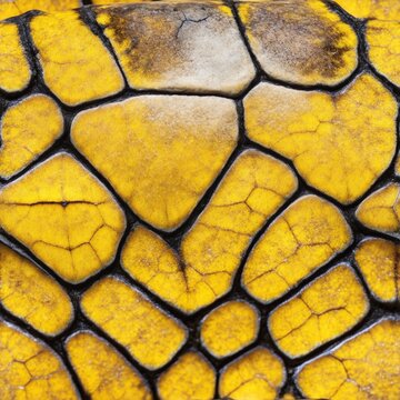 turtle tortoise shell texture, yellow and black, generative AI