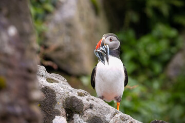 Puffin (1)