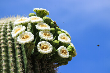 cactus in the desert © Brenda