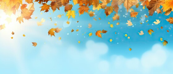 wind blowing autumn maple , oak leaves 