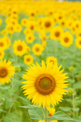 Obraz premium 夏景色