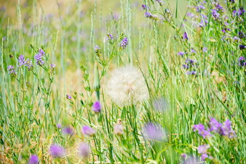 Downtown at salt lake city, UT, in spring	