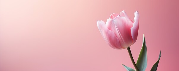 Pink tulip flowers on a pink background