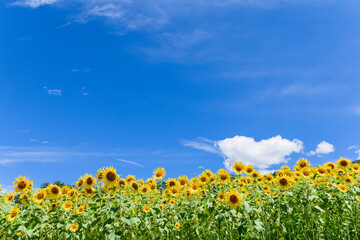Sunflower is blooming under the clear blue sky.
