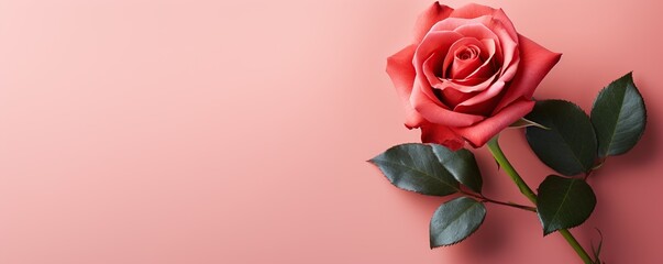red rose with stem on pink background