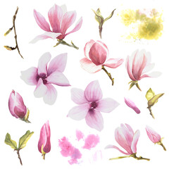 Magnolia flowers set, watercolor illustration. Hand drawn isolated 