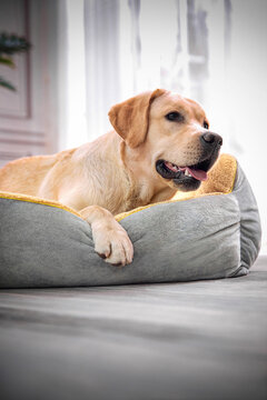 Labrador retriever dog lying on pet bed and smiling at camera, indoor shot