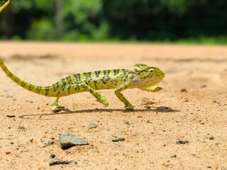 lizard on soil