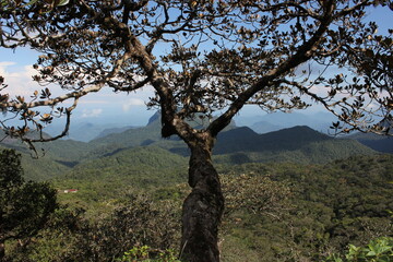 trees in the mountains