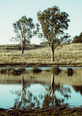 tree reflection on the lake
