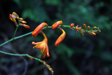 orange flower in the garden