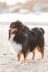 Border Collie on the beach