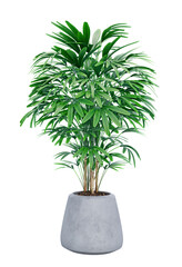 Obraz na płótnie Canvas Palm trees houseplant. Broadleaf lady palm or palm Raphis. Png transparency
