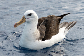 Albatross on the water