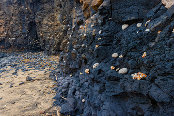 Coral Rocks Stacked on Wall of Lava, Glass Beach, Port Allen, Kauai, Hawaii, USA