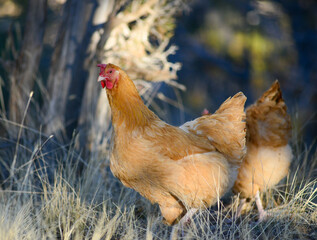 Buff Orpington chicken in the grass