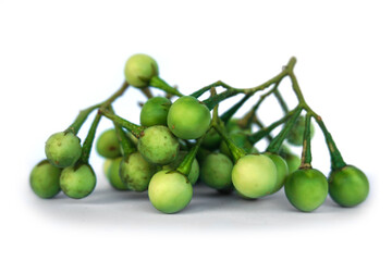Turkey berry on white background