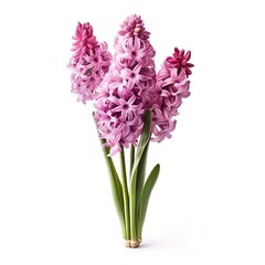 Hyacinth photo on a white background
