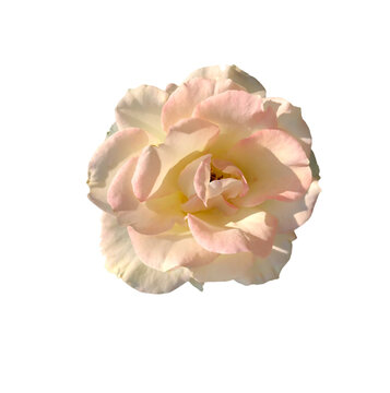 The roses are on a white background that can be used to make cards or compose images,PNG file.