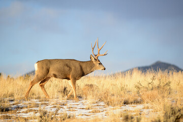 Mule deer the Rocky Mountains, with antlers. 