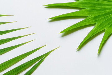 Captivating Bamboo Leaf Background with Elegant White Paper