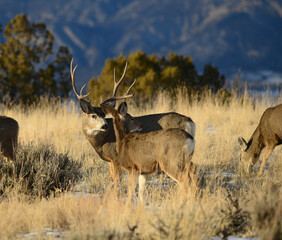 Mule deer the Rocky Mountains, with antlers. 