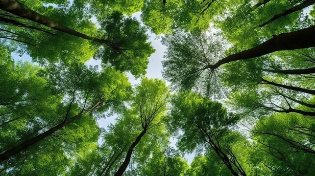 Looking up at the green tops of trees