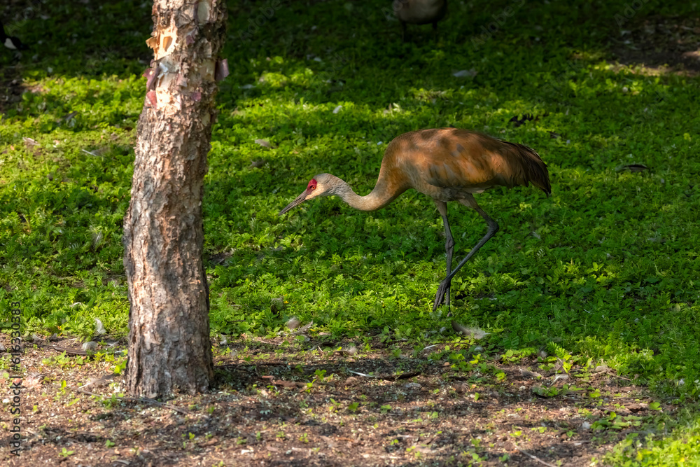 Poster Sandhill crane on the park. This bird is one of only two North American endemic crane species