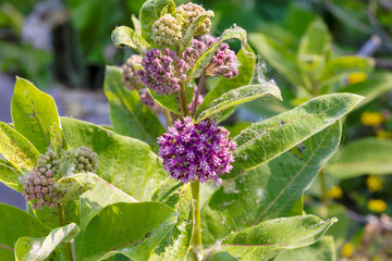 Common Milkweed (Asclepias syriaca ) Whole plant with flowers. In the northeast and midwest, it is...