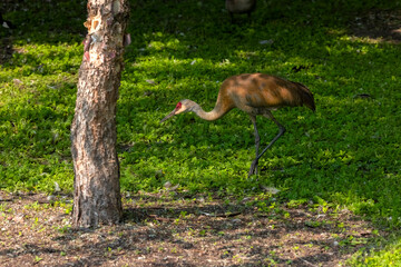 Obraz na płótnie Canvas Sandhill crane on the park. This bird is one of only two North American endemic crane species