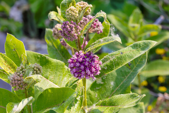 Common Milkweed (Asclepias syriaca ) Whole plant with flowers. In the northeast and midwest, it is among the most important food plants for monarch caterpillars (Danaus plexippus).