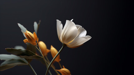 Fototapeta na wymiar tulip on black HD 8K wallpaper Stock Photographic Image